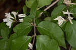 Amur honeysuckle